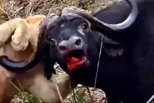 国产大片b站水牛影视,国产大片在B站的崛起之路